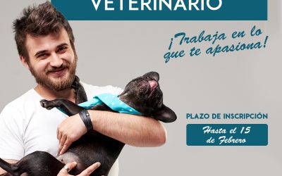 Curso Asistente Clínico de Veterinaria en Málaga