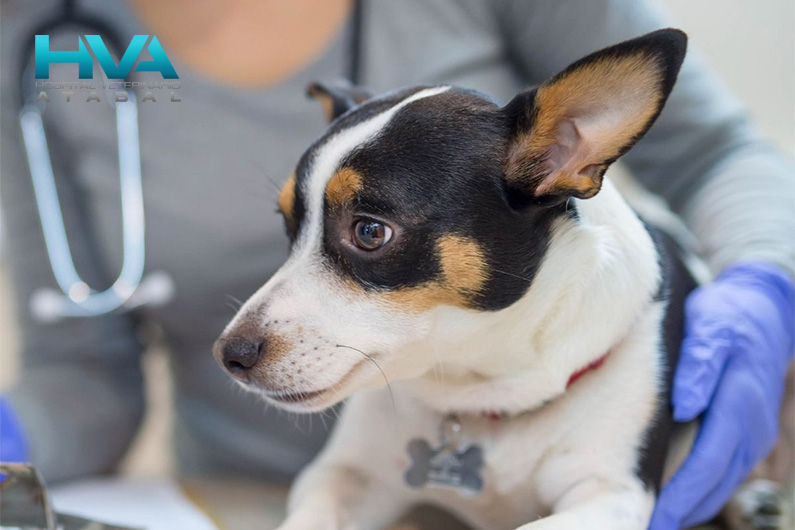 esterilizacion preventiva