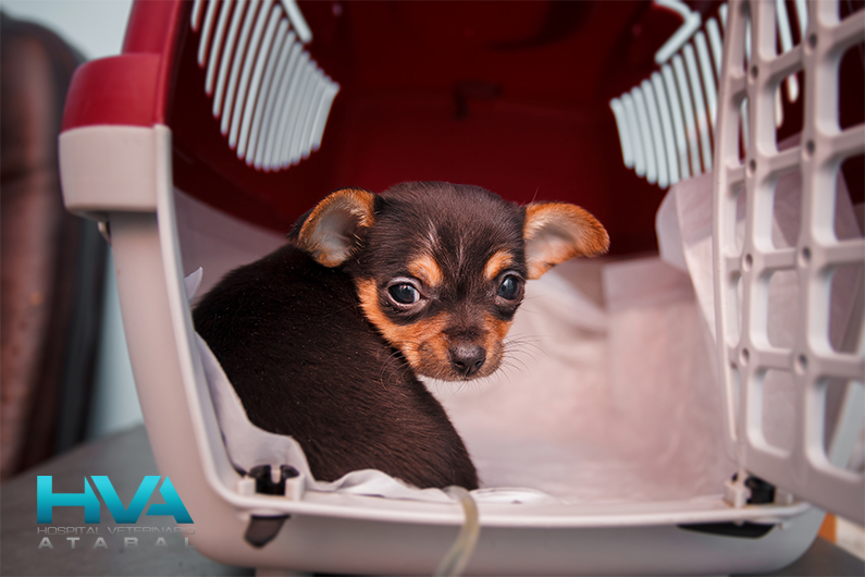 filariosis canina contagio prevención