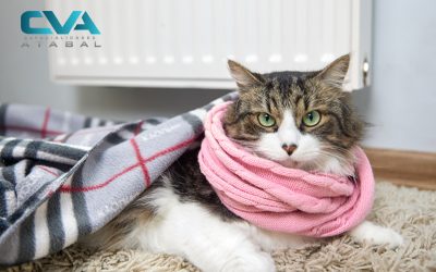 Enfermedades de invierno más comunes en gatos