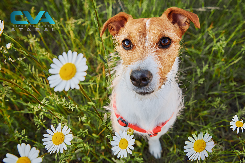 Alergia primaveral en perros: prevención, síntomas y tratamiento