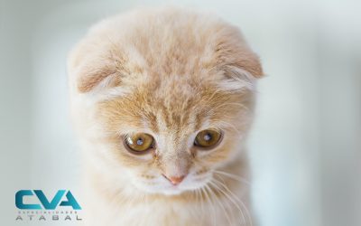 Parásitos en gatos: tipos, síntomas y prevención
