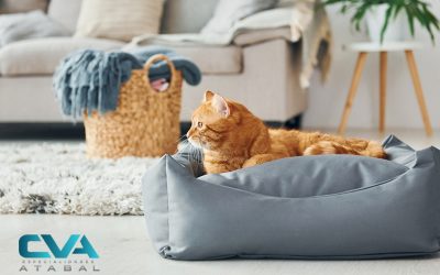 Peligros más comunes para tus mascotas en tu hogar y cómo prevenirlos