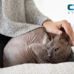 Mujer acariciando a un gato - Primeros auxilios en mascotas