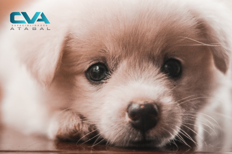 Primer plano de la cara de un cachorro de perro blanco blanco tumbado sobre el suelo.