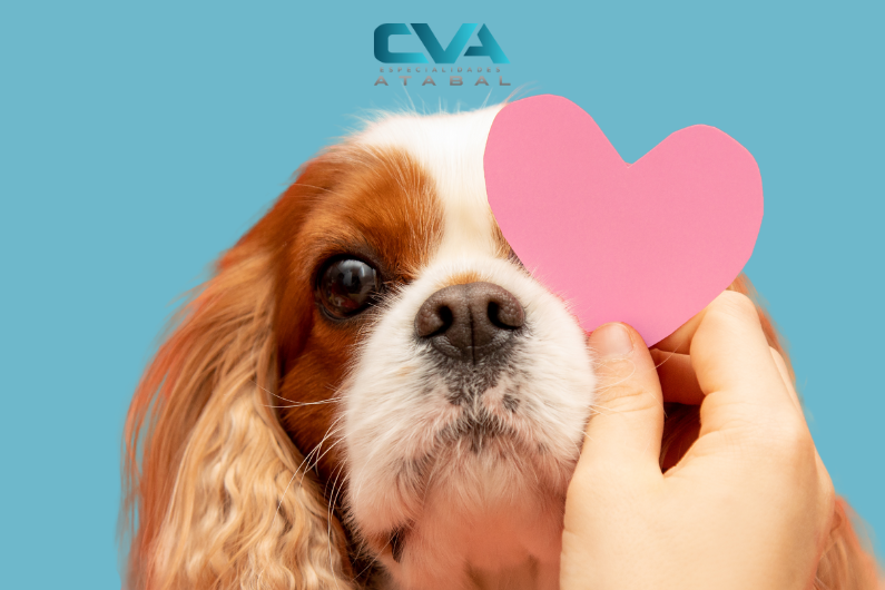 Perro marrón y blanco con un emoji de un corazón rosa que le tapa el ojo izquierdo.