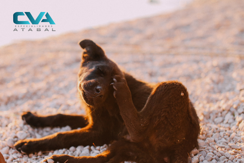 Perro se rasca mucho