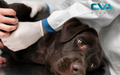 Garrapatas: ¿Qué enfermedades transmiten y cómo proteger a tu mascota?