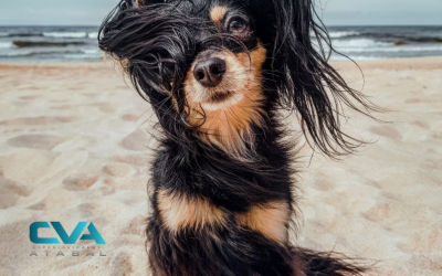 Urgencias veterinarias en verano: cómo proteger a tu mascota