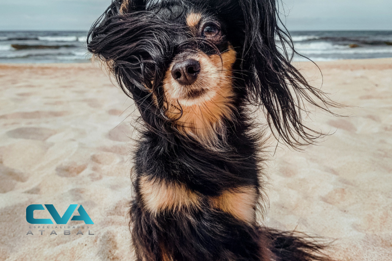 Urgencias veterinarias en verano