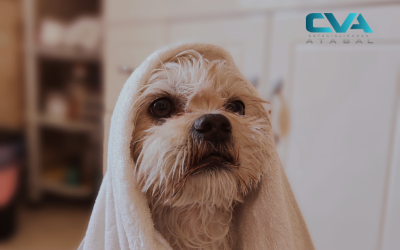 ¿Rapar a mi perro en verano? Mitos, realidades y recomendaciones