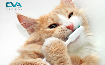 Higiene dental en mascotas: mucho más que un aliento fresco