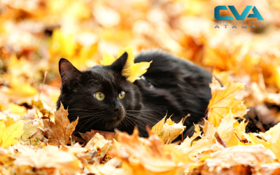 Cómo proteger a tu mascota de los parásitos en otoño