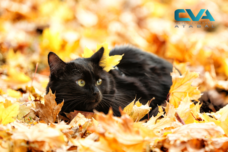 ATABAL OCTUBRE25 Gato negro tumbado en hojas de otoño
