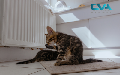 Trastornos hormonales en perros: cuando el equilibrio interno se altera