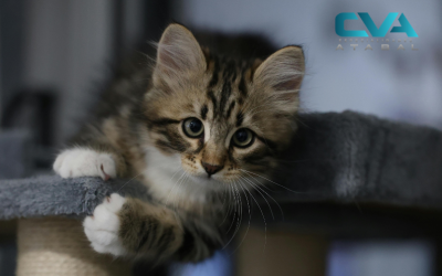 Enfermedad del tracto urinario inferior felino (ETUIF): causas, síntomas y tratamiento