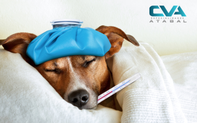 Enfermedades silenciosas en perros y gatos que pasan desapercibidas