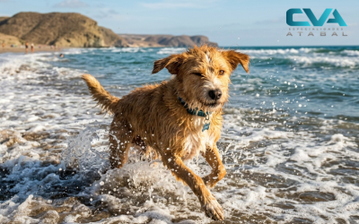Conjuntivitis en verano en mascotas: cómo afecta el calor a sus ojos