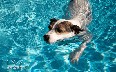 Ahogamiento seco en perros: El peligro oculto del verano