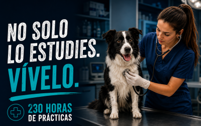 Prácticas de auxiliar veterinario: por qué no basta con estudiar la teoría
