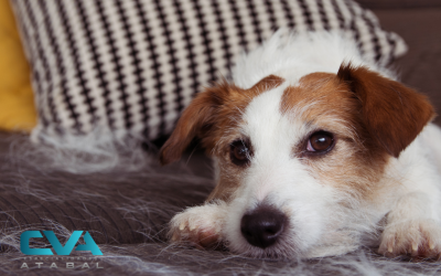 Caída de pelo en mascotas: cuándo es normal y cuándo preocuparse
