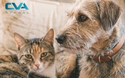 Alzheimer en perros y gatos: qué es la disfunción cognitiva y cómo reconocerla