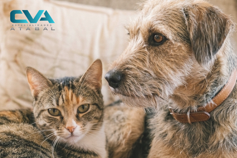 alzheimer-gatos-perros